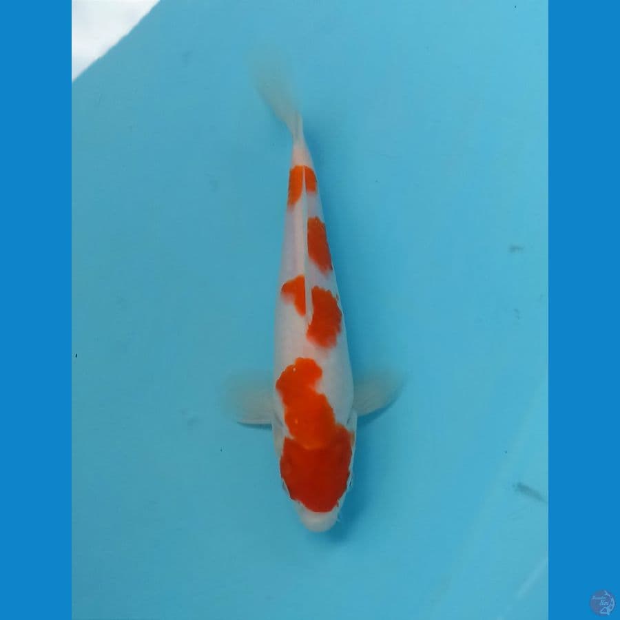Kohaku 23cm