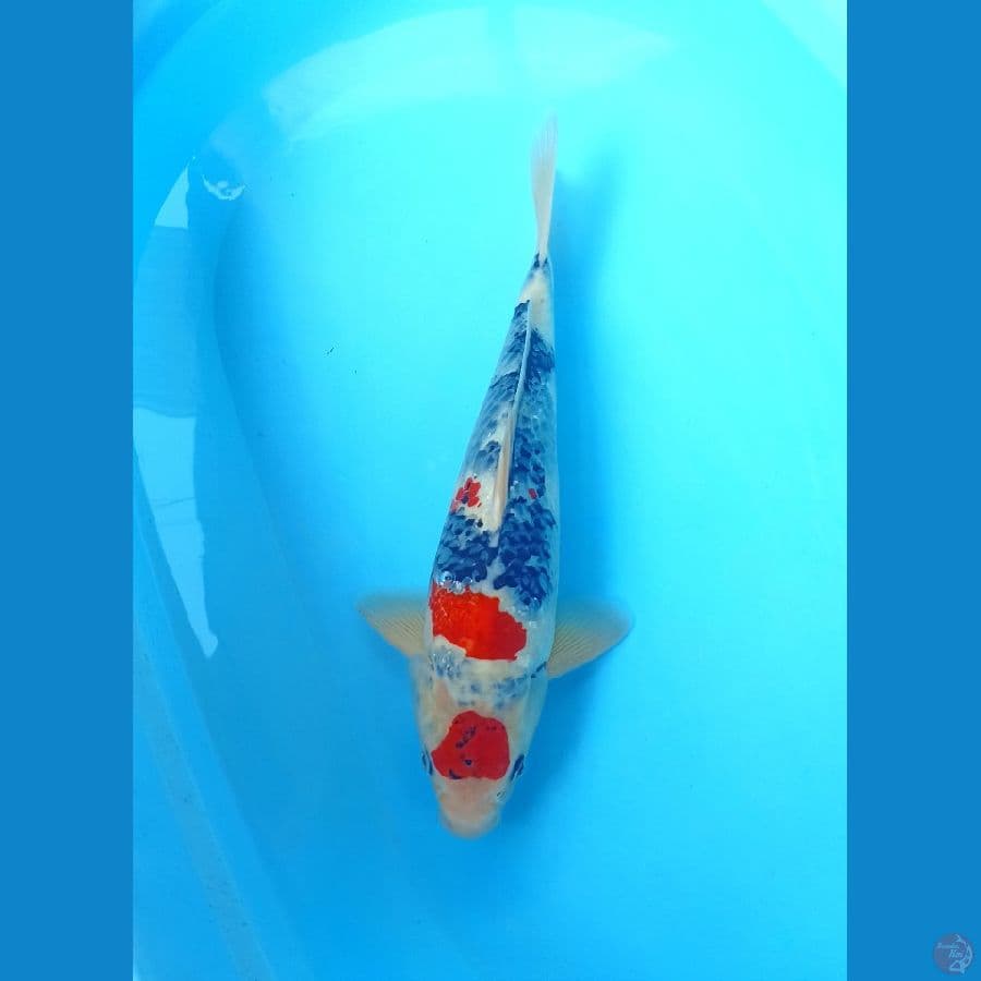 Showa 41cm