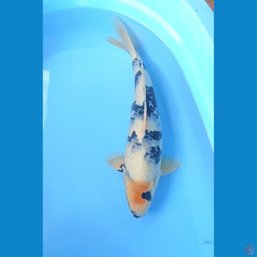 Shiro 40cm