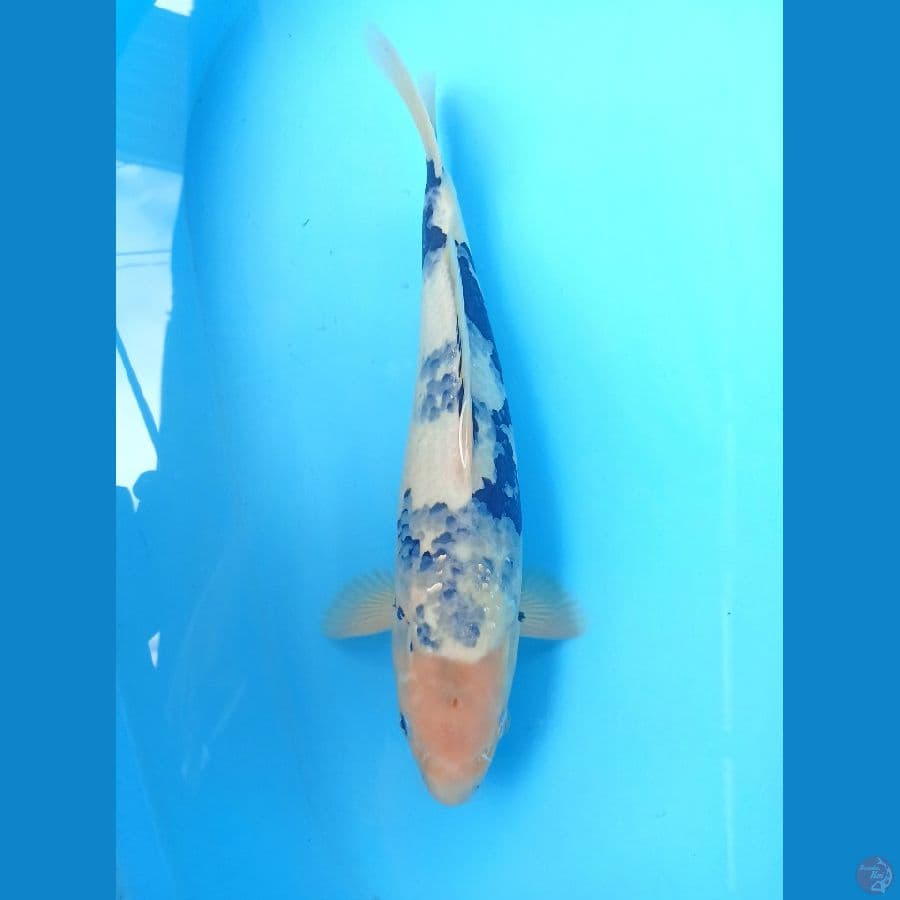 Shiro 40cm
