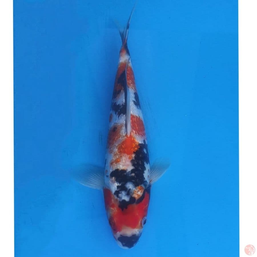 Ogata Showa Ginrin