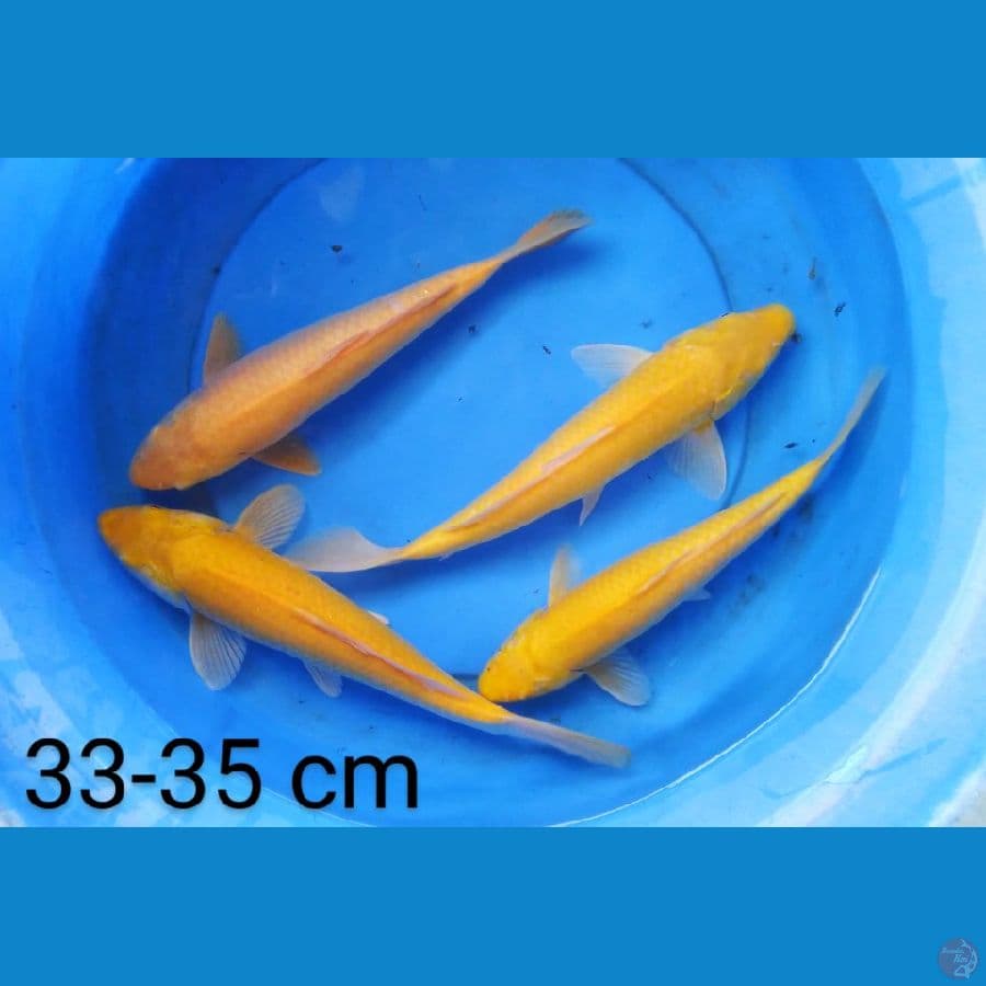 karashi jantan 4 ekor 33-35 cm