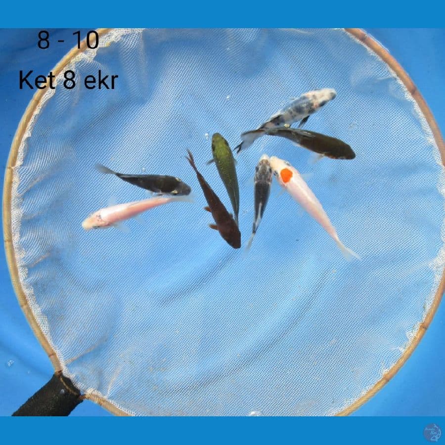 Paket Mix 8
