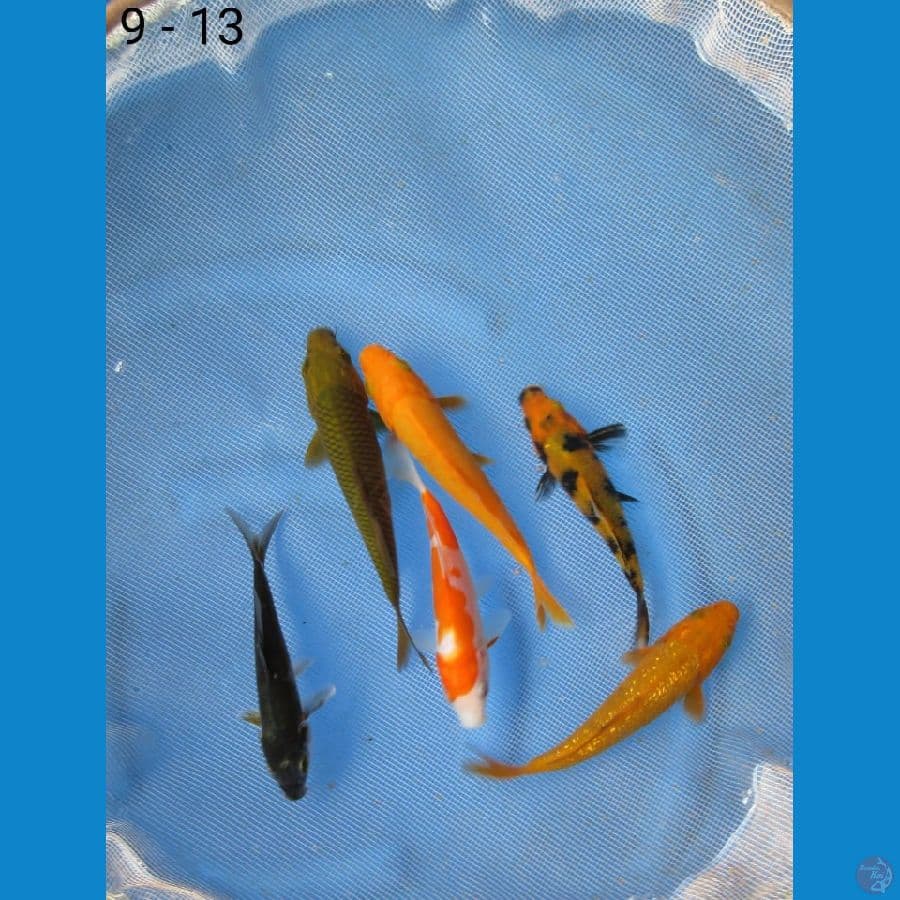 Paket Mix 14