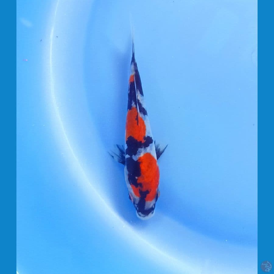 HQ showa doit 12cm