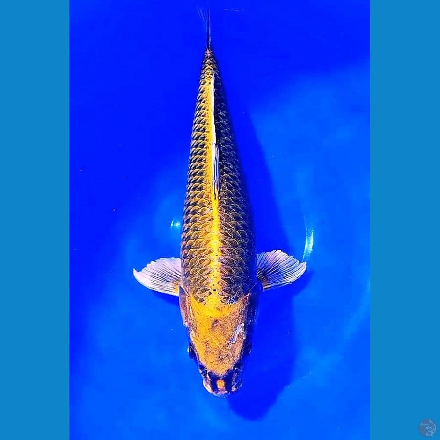 51 cm jumbo gold mukashi f