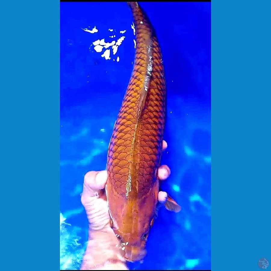 43 cm tembaga f