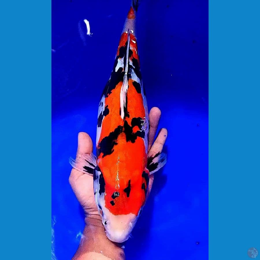 37 cm SB DOITSU SHOWA