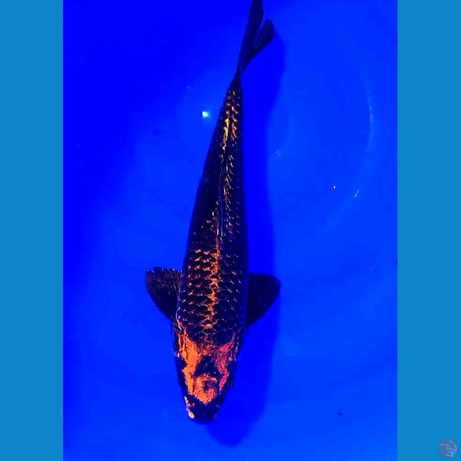 37 cm red kawari