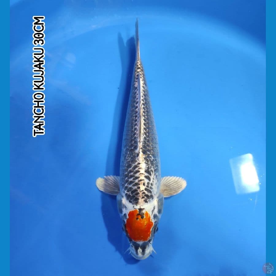 TANCHO KUJAKU 30CM