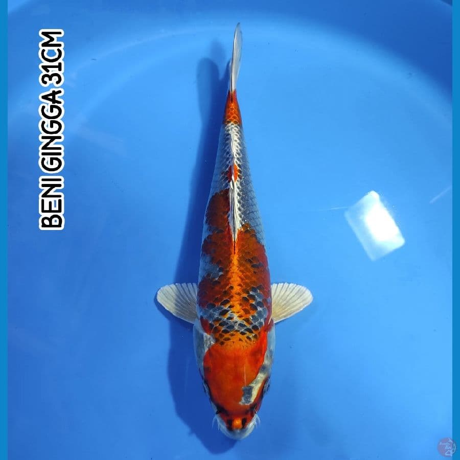 BENI GINGGA 31CM