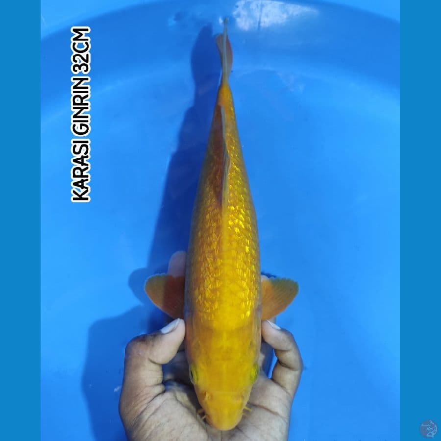 KARASI GINRIN 32CM