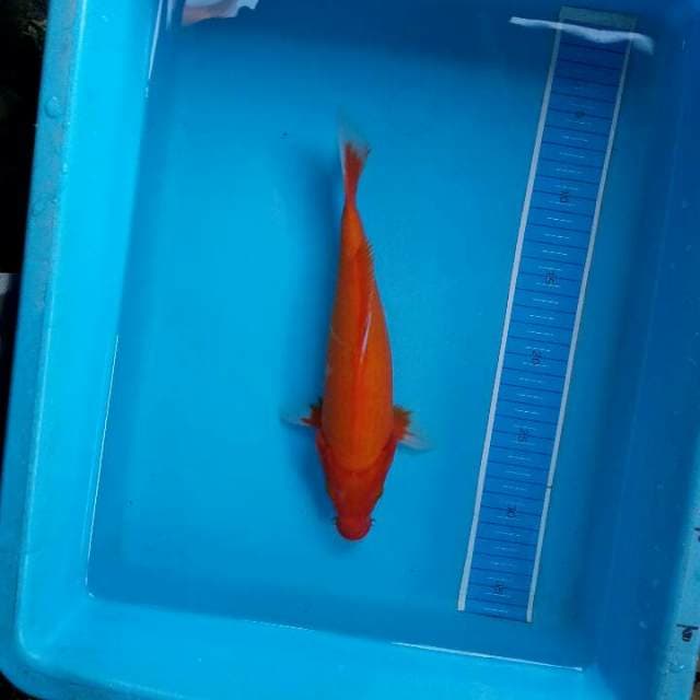 Benigoi merah