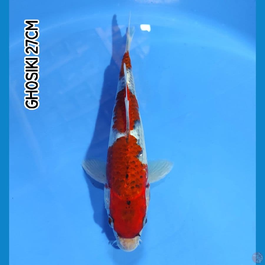 GHOSIKI 27CM
