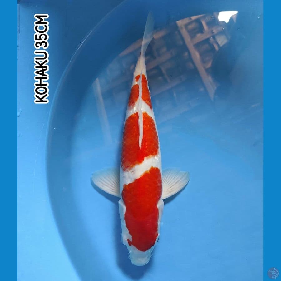 KOHAKU 35CM