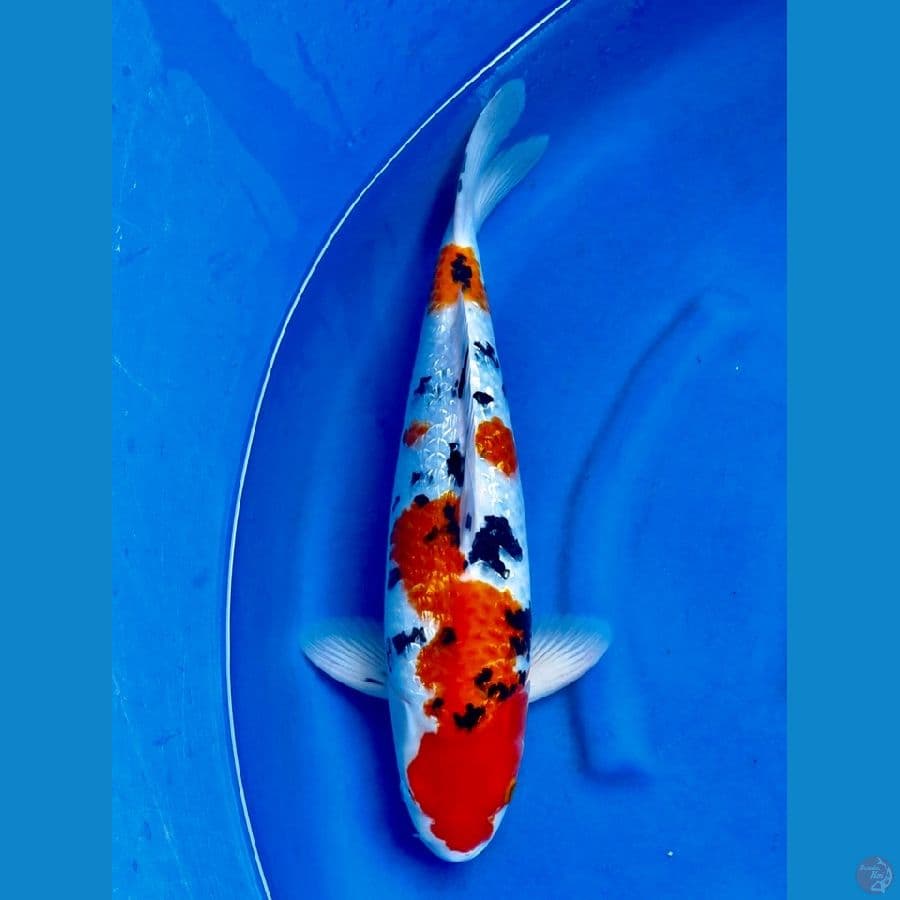 Sanke full gingrin 48cm male