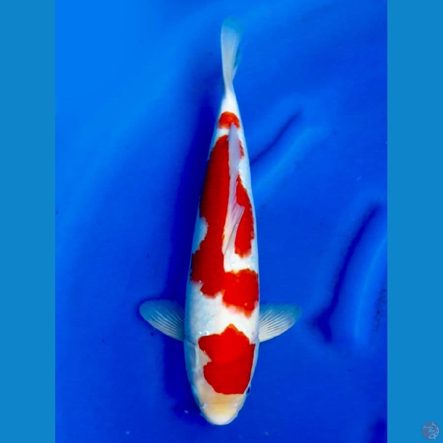 Kohaku 40 cm male