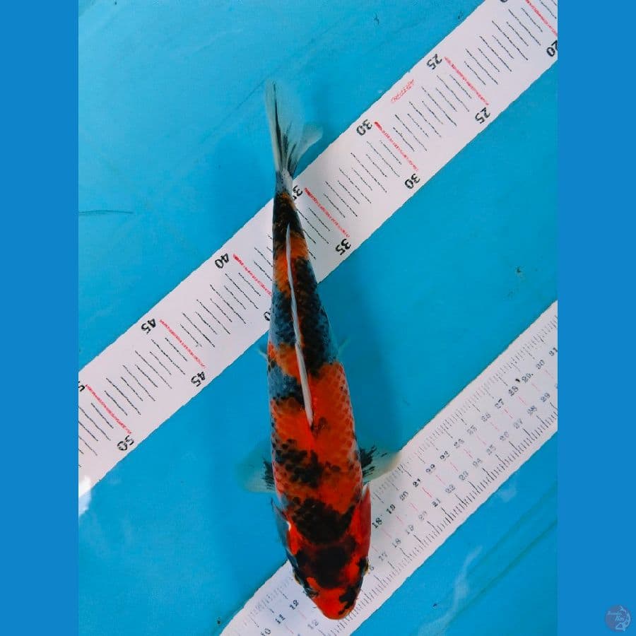 showa 25cm