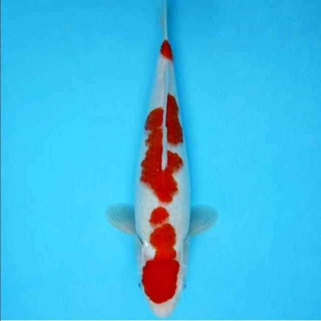 Kohaku 3 step 35cm bagus