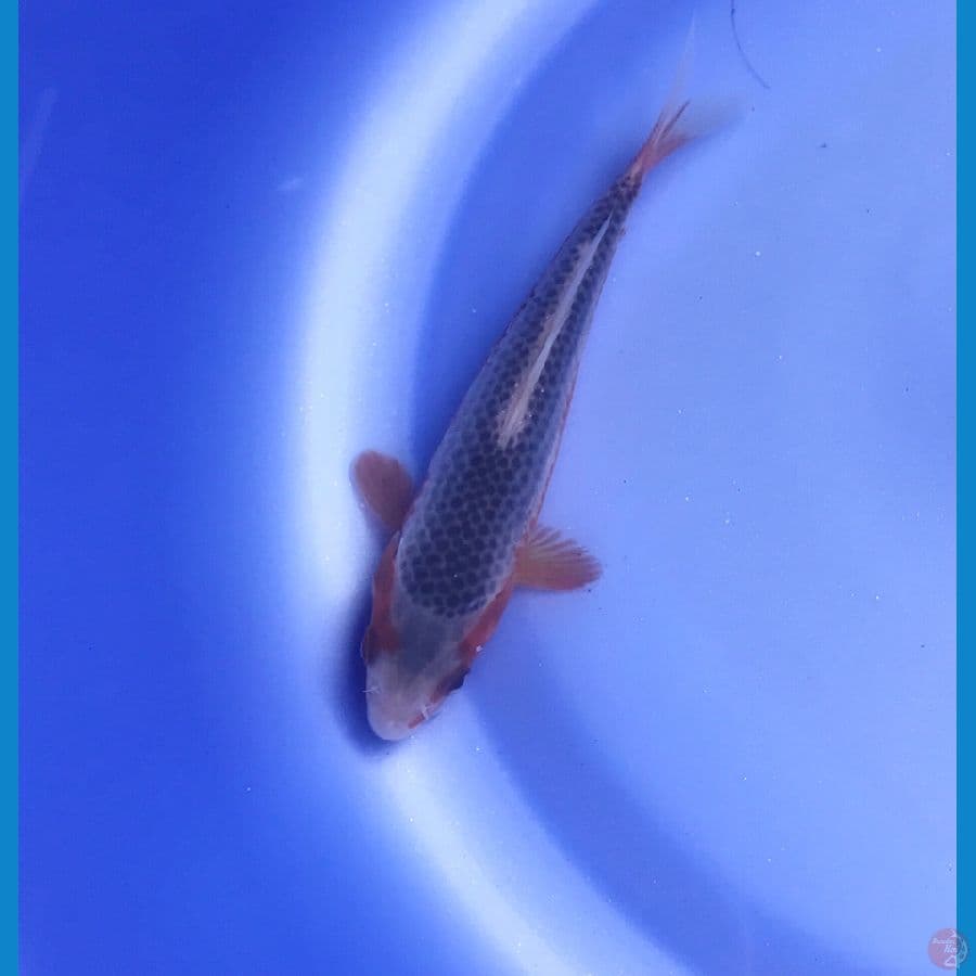 asagi 14cm