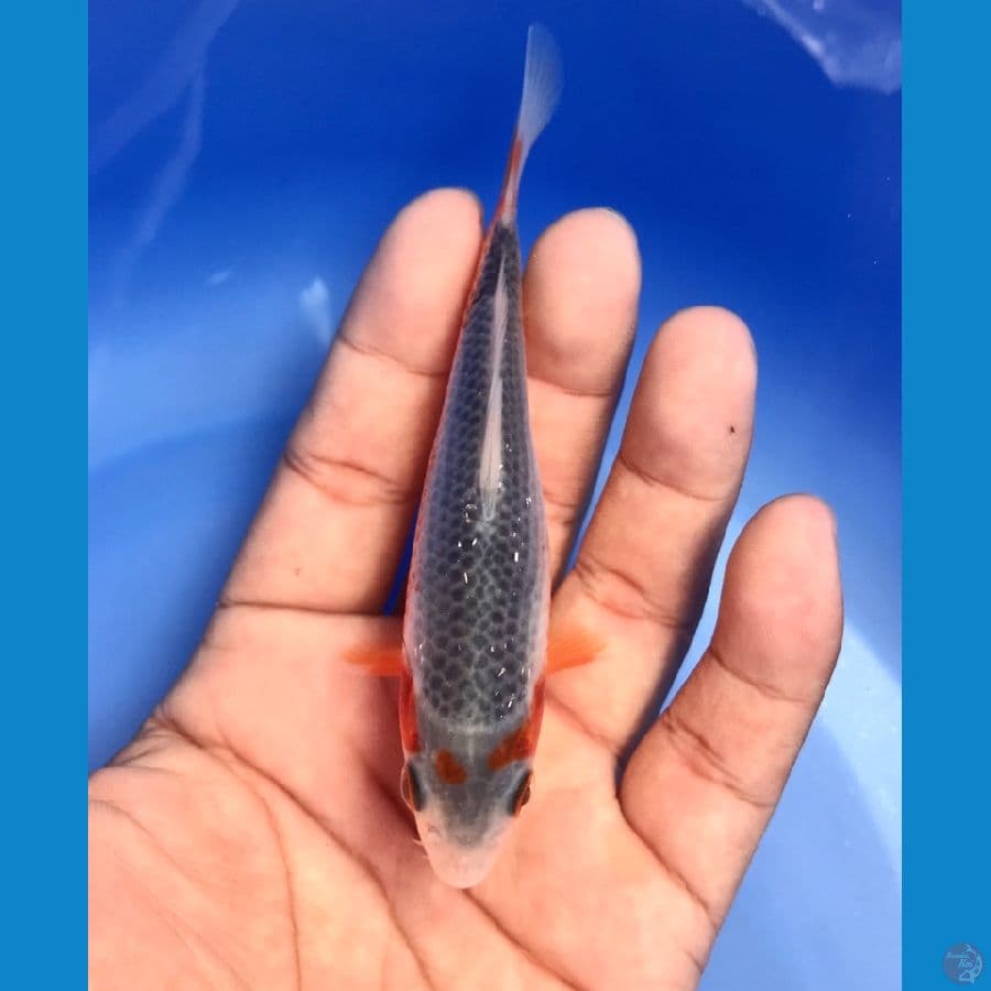 asagi 12cm