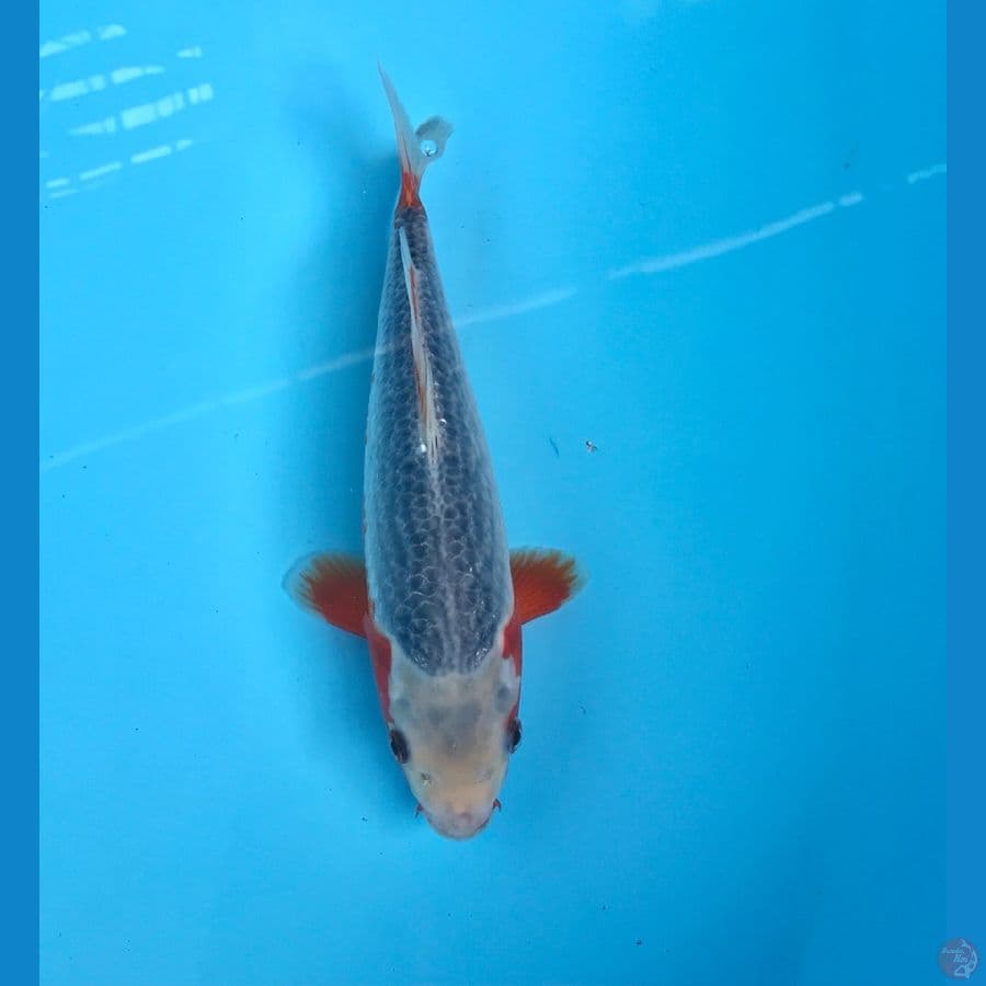 asagi 25cm