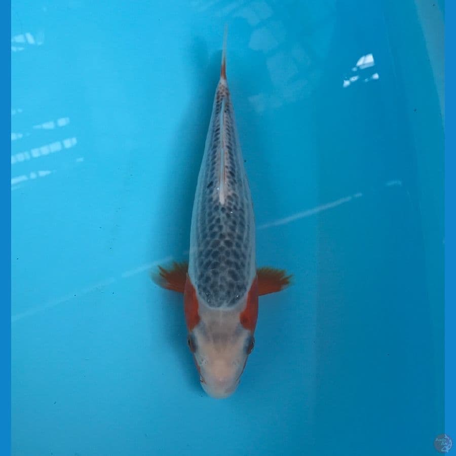 asagi 25cm