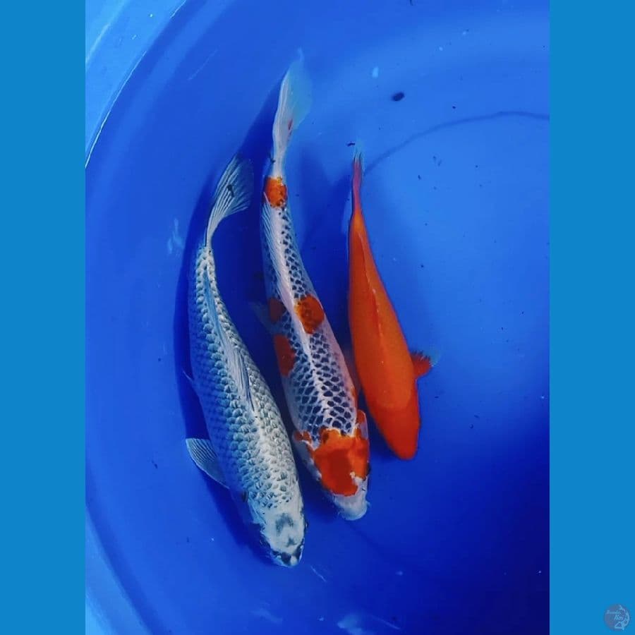 mix mukashi kujaku n benigoii 25,37,35cm
