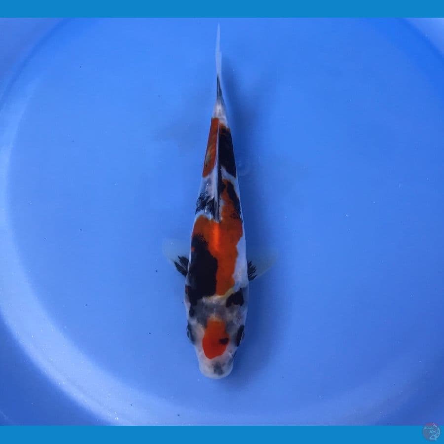 showa doitsu 15cm