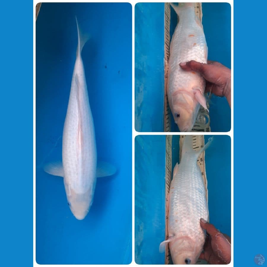 yuki