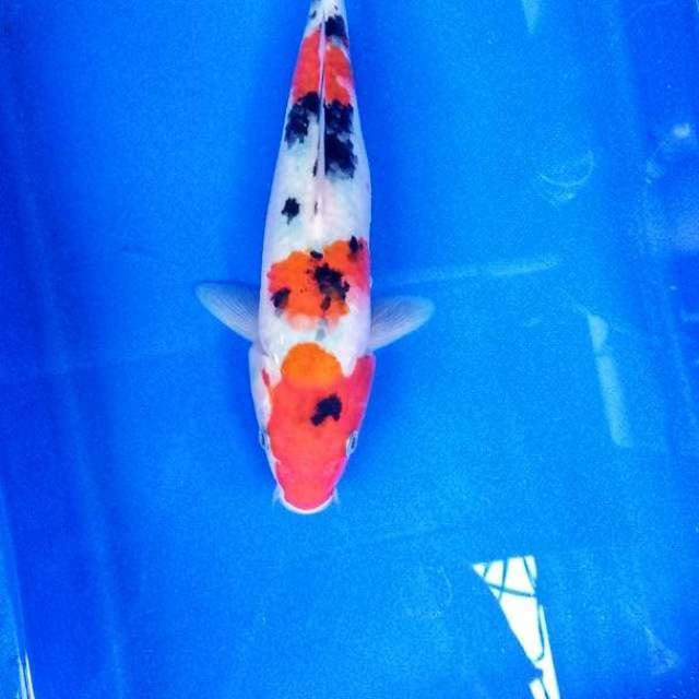 showa 25 cm