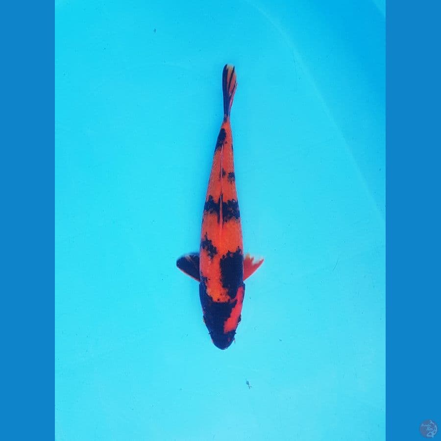 hi utsuri 26cm