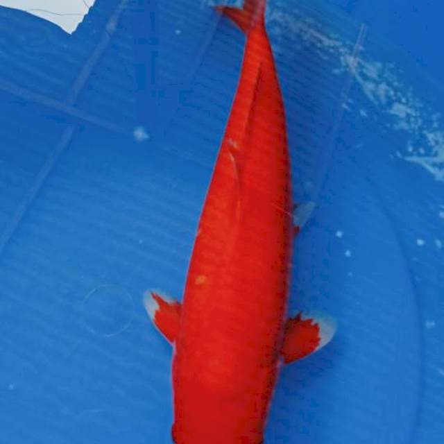 AKA HAJIRO, MALE , 38 CM