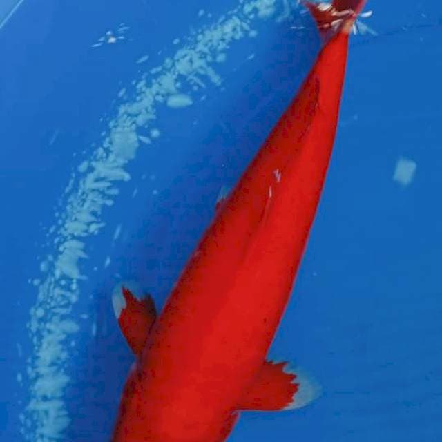 AKA HAJIRO, MALE , 38 CM