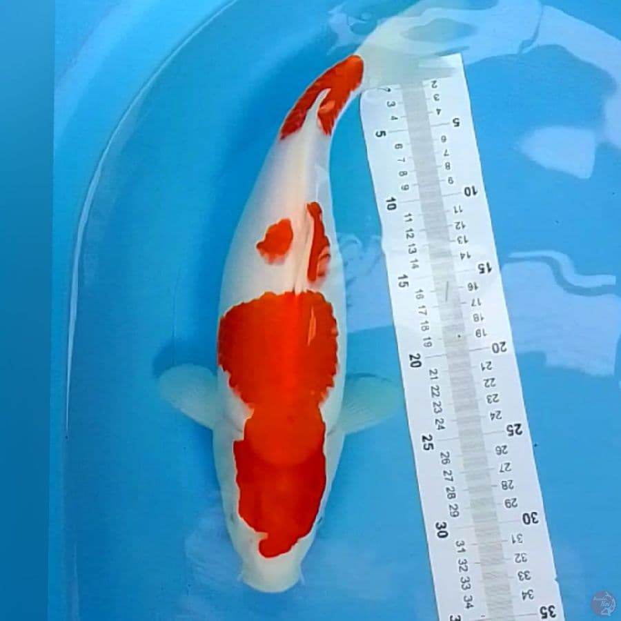 kOHAKU F38