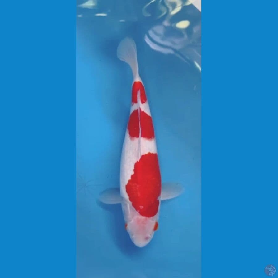 kohaku import sakai