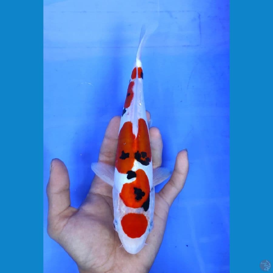 sanke doitsu 24cm/male