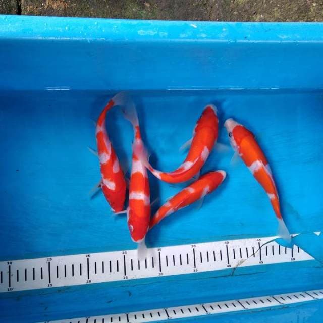 Paket kohaku 5ekor