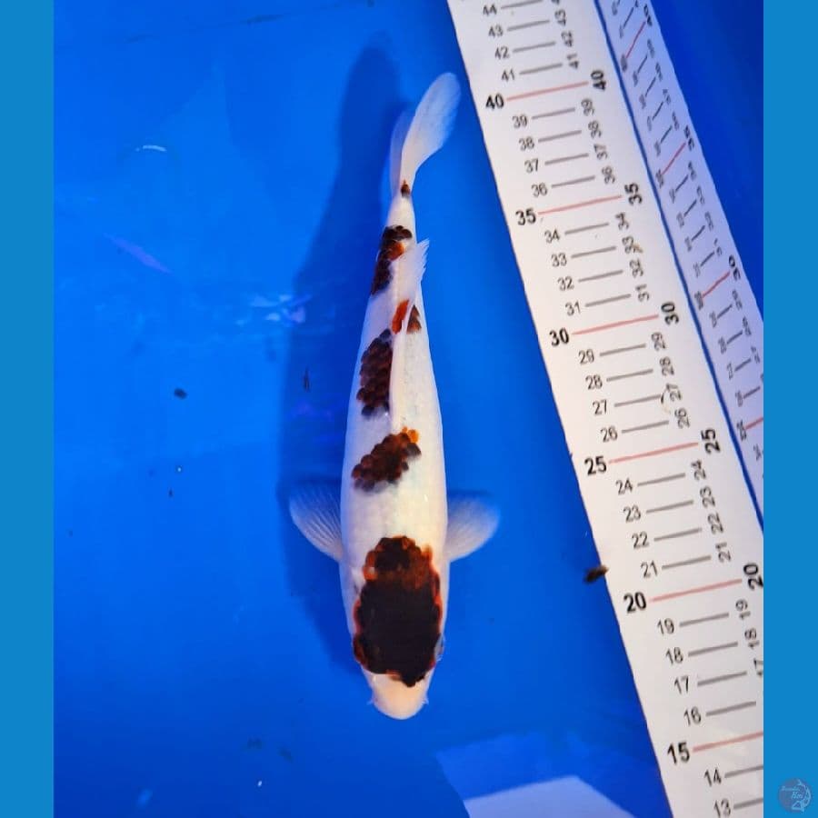 MARUTEN KOROMO MALE 23CM