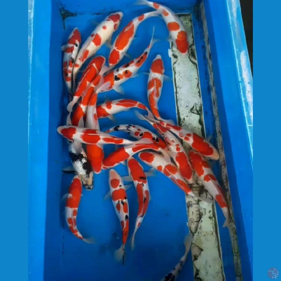 KOHAKU SANKE SHIRO QUALITY 25 28 30 35 CM 22 EKOR
