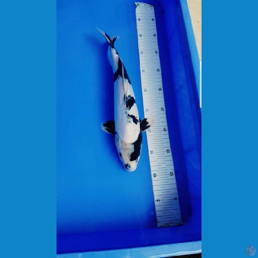 SHIRO DOITSHU 36 CM (MALE)