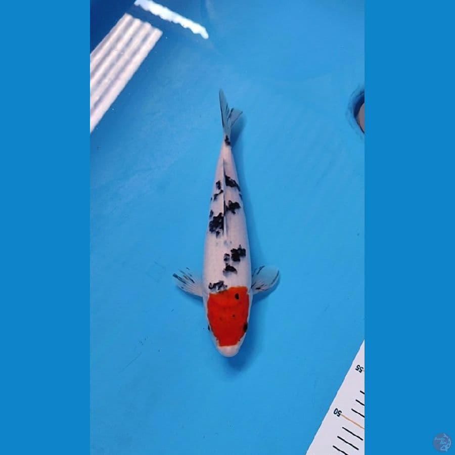 TC SANKE ORI 29CM - FEMALE