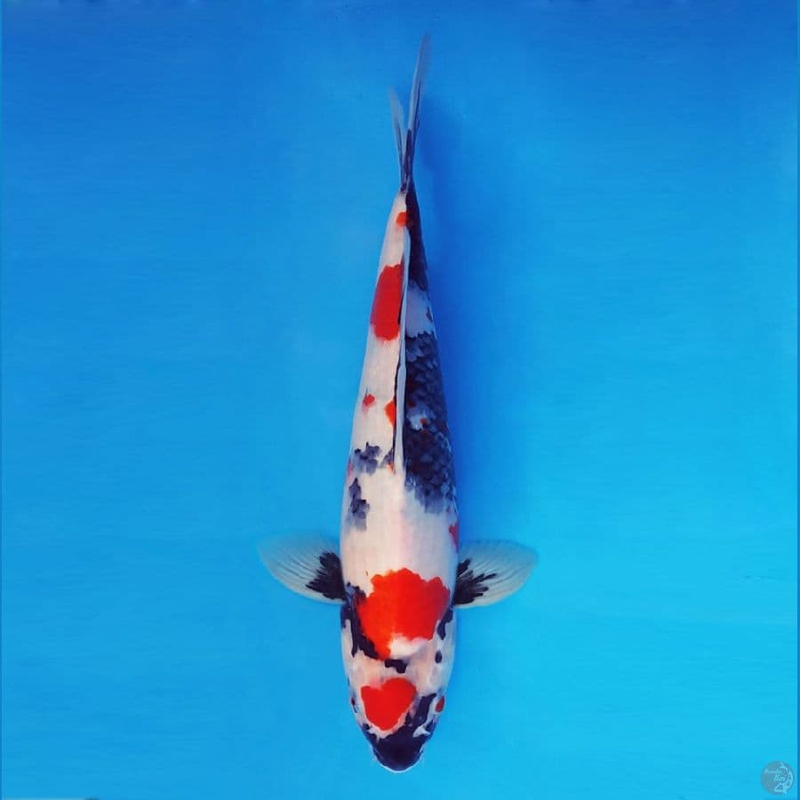 FURY 1 - Kindai Showa 37 cm/male ®