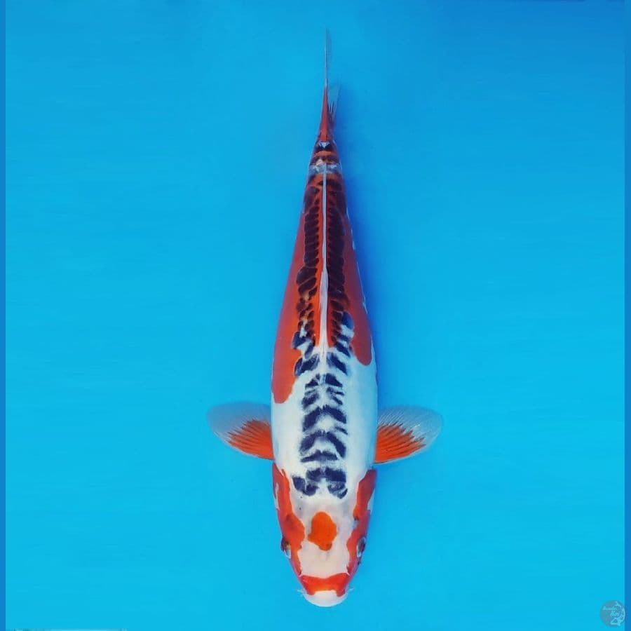 FURY 4 - Shusui 39 cm/fm ®