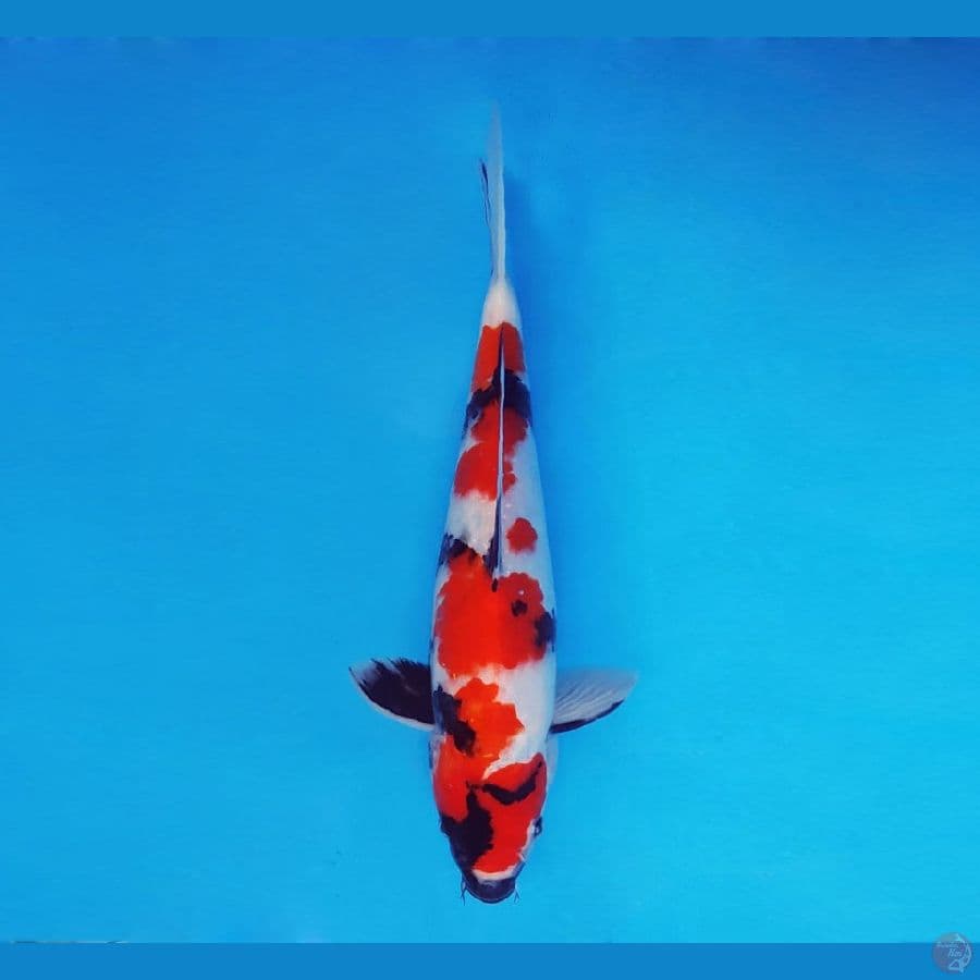 FURY 10 - Showa Evo 32 cm/male ®