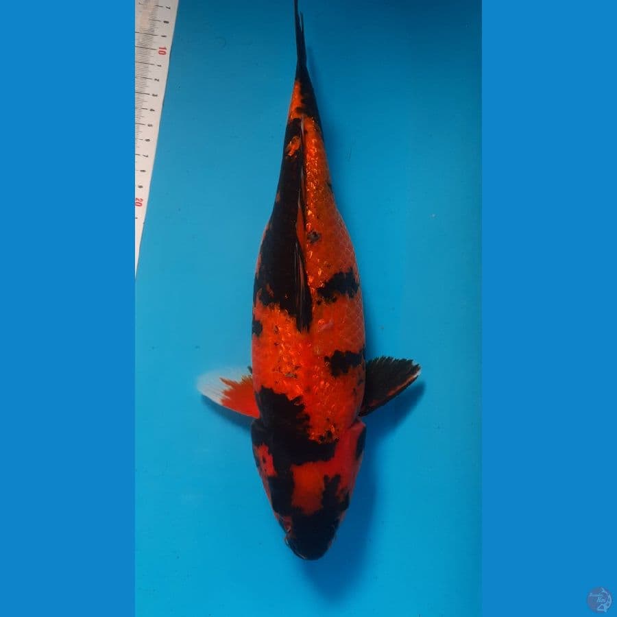hiutusri gindin 31cm female