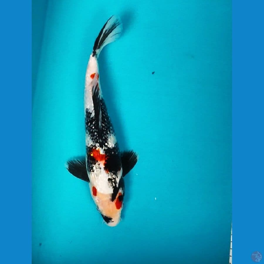 KINDAI SHOWA GINRIN 31CM MALE