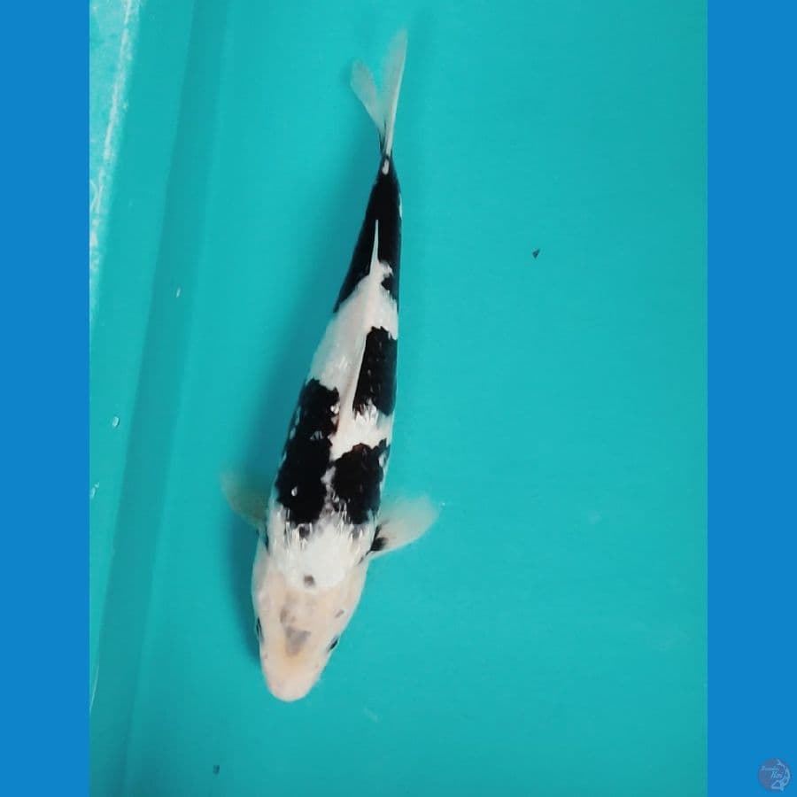 SHIRO SALJU SUMI PEKAT 32CM