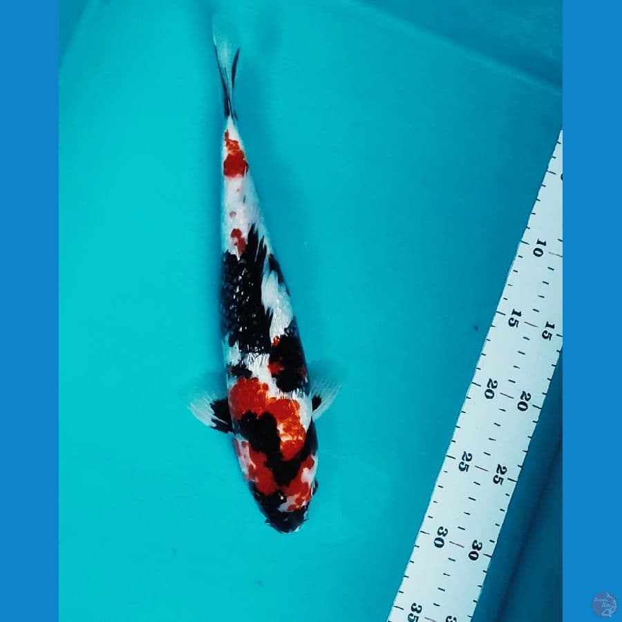 KINDAI SHOWA GINRIN 31CM