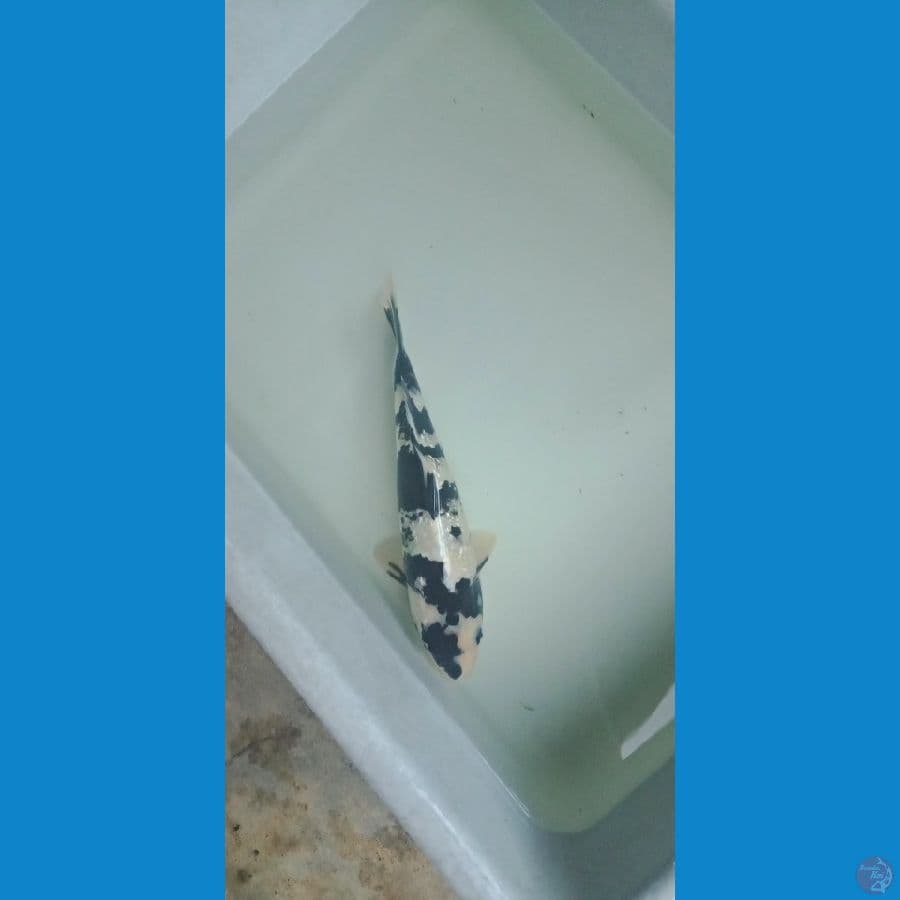 shiro ginrin hitam pekat 25cm